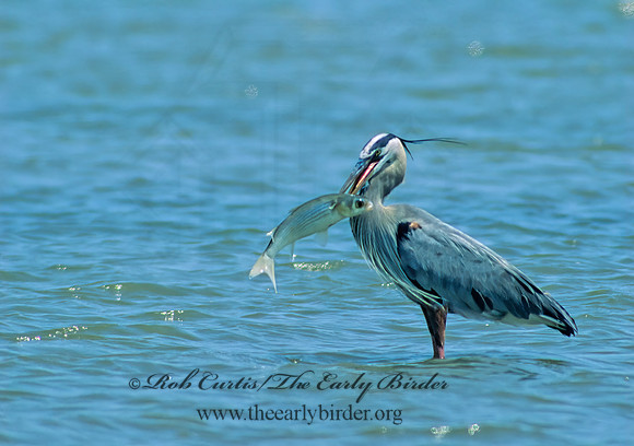 Ardea herodias  GREAT BLUE HERON 192422z