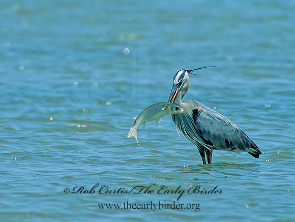 Ardea herodias  GREAT BLUE HERON 192425z