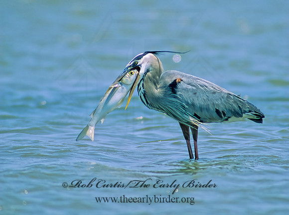 Ardea herodias  GREAT BLUE HERON 192429z