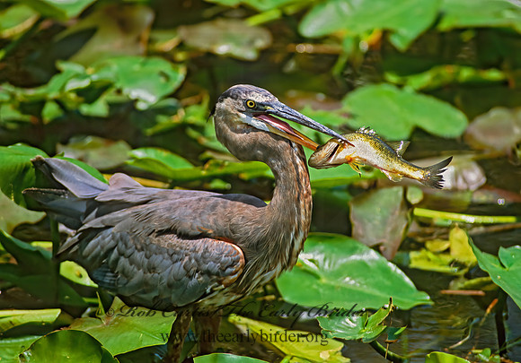 Ardea herodias  GREAT BLUE HERON 270309z