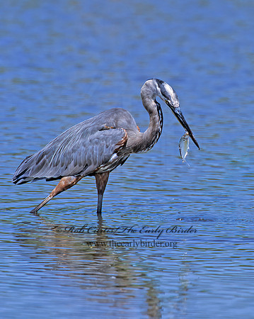 Ardea herodias  GREAT BLUE HERON 292520z