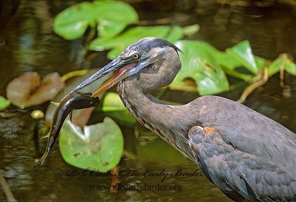 Ardea herodias  GREAT BLUE HERON 270321z