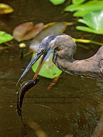 Ardea herodias  GREAT BLUE HERON 270324z