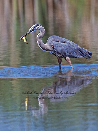 Ardea herodias  GREAT BLUE HERON 292531z