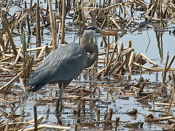 Ardea herodias  GREAT BLUE HERON 5004774z