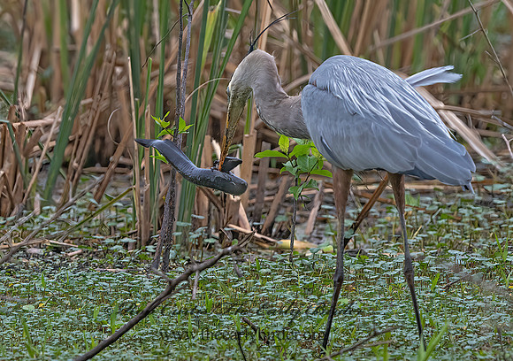 Ardea herodias  GREAT BLUE HERON 3029075z