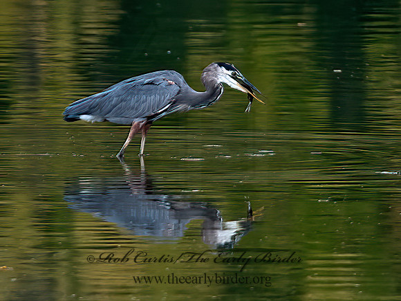 Ardea herodias  GREAT BLUE HERON 8031636z