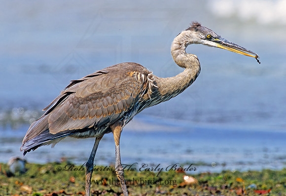 Ardea herodias  GREAT BLUE HERON 308911z