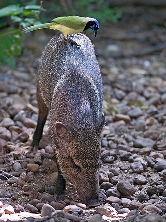 Tayassu angulatus  JAVELINA 7005218z
