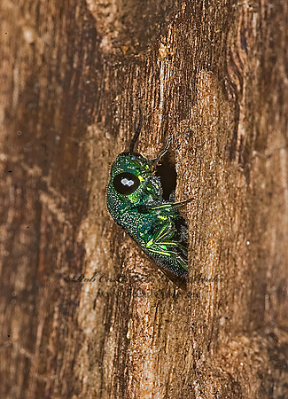Ipsiura neolateralis 8006153z