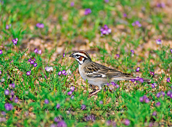 Chondestes grammacus  LARK SPARROW 56137 z