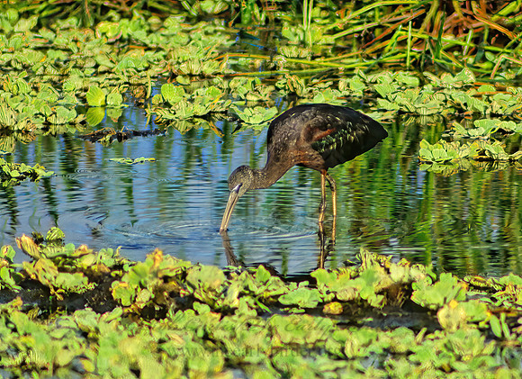 Plegadis falcinellus  GLOSSY IBIS 11516z