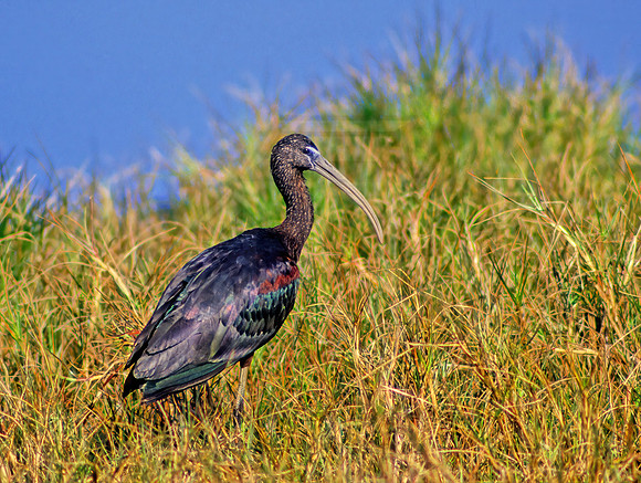 Plegadis falcinellus  GLOSSY IBIS 11507z
