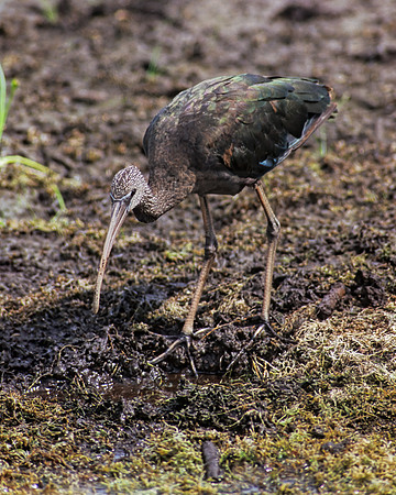 Plegadis falcinellus  GLOSSY IBIS 253734z