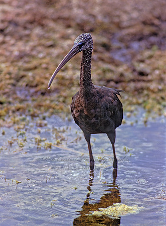 Plegadis falcinellus  GLOSSY IBIS 253801z