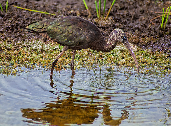Plegadis falcinellus  GLOSSY IBIS 253816z