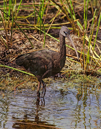 Plegadis falcinellus  GLOSSY IBIS 253821z