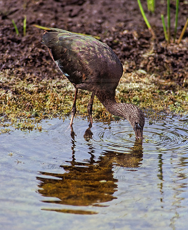 Plegadis falcinellus  GLOSSY IBIS 253827z
