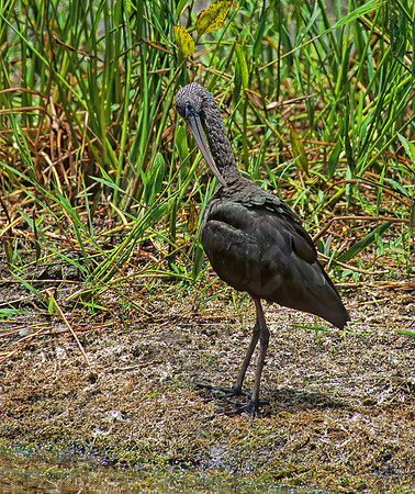 Plegadis falcinellus  GLOSSY IBIS 254203z