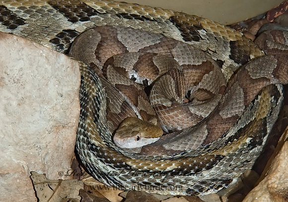Agkistrodon puscivorus  EASTERN COTTONMOUTH 5011022z