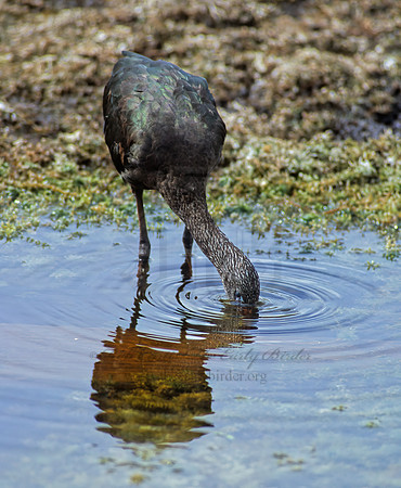 Plegadis falcinellus  GLOSSY IBIS 261014z