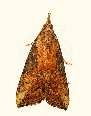 Hypena OWLET MOTH 178332 z