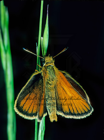 Anatrytone logan DELAWARE SKIPPER 176422z