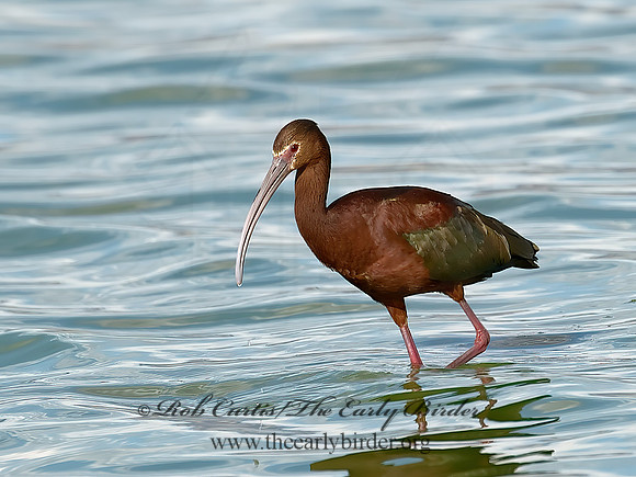 Plegadis chihi  WHITE-FACED IBIS 6027154lz