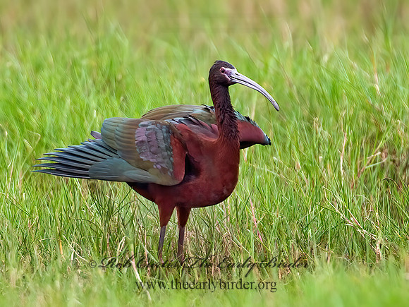 Plegadis chihi  WHITE-FACED IBIS 7004654z