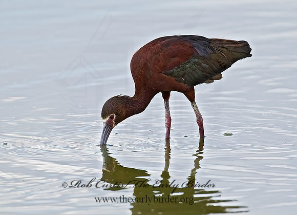 Plegadis chihi  WHITE-FACED IBIS 6027051lz