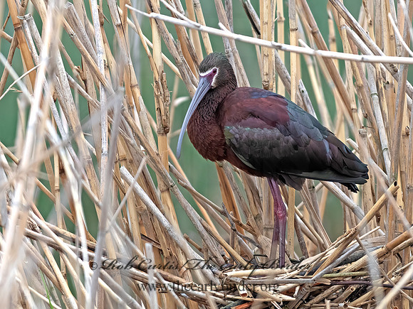 Plegadis chihi  WHITE-FACED IBIS 3028656z