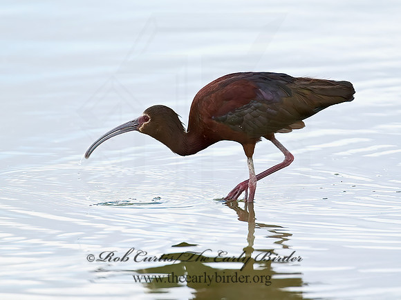 Plegadis chihi  WHITE-FACED IBIS 6027050lz