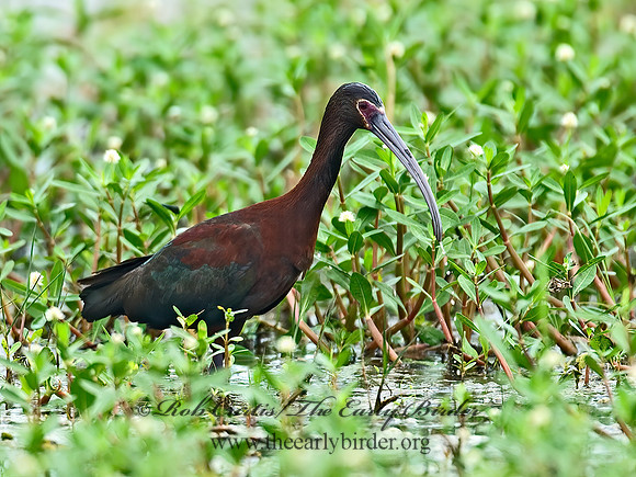 Plegadis chihi  WHITE-FACED IBIS 7003141z