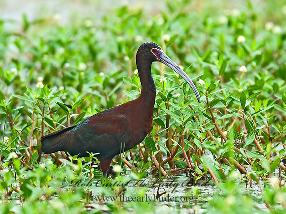 Plegadis chihi  WHITE-FACED IBIS 7003144z