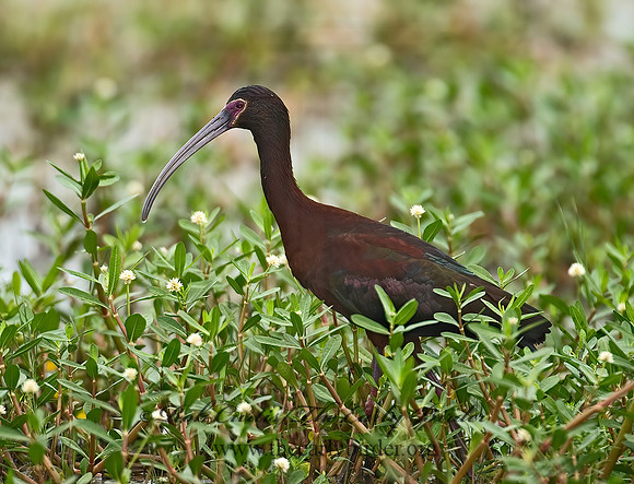 Plegadis chihi  WHITE-FACED IBIS 7003146z