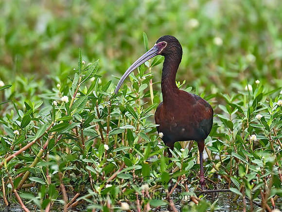 Plegadis chihi  WHITE-FACED IBIS 7003151z