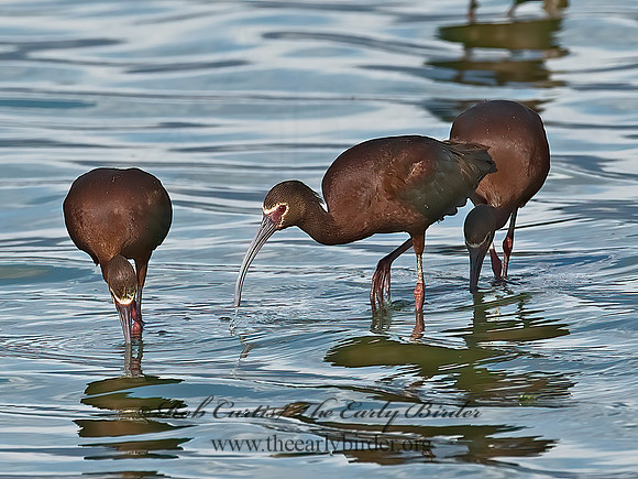 Plegadis chihi  WHITE-FACED IBIS 6027150lz