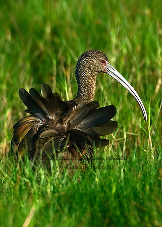 Plegadis chihi  WHITE-FACED IBIS 7004473z