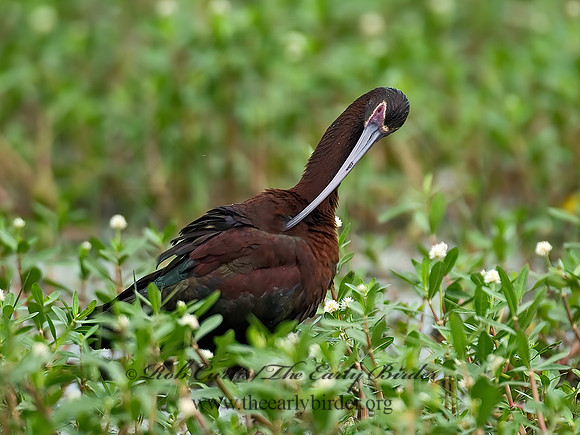 Plegadis chihi  WHITE-FACED IBIS 7003153z