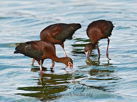 Plegadis chihi  WHITE-FACED IBIS 6027157lz