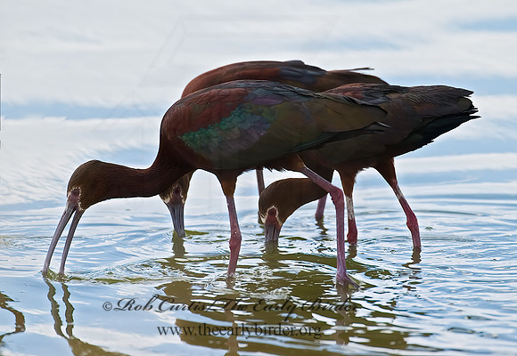 Plegadis chihi  WHITE-FACED IBIS 6027062lz