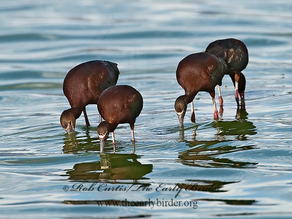 Plegadis chihi  WHITE-FACED IBIS 6027160lz