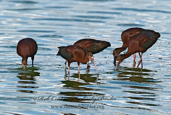Plegadis chihi  WHITE-FACED IBIS 6027171lz