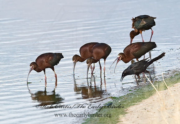 Plegadis chihi  WHITE-FACED IBIS 6027140lz