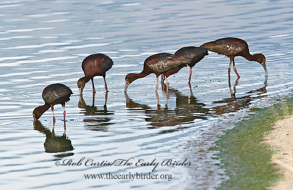 Plegadis chihi  WHITE-FACED IBIS 6027138lz