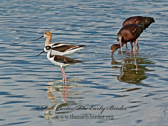Plegadis chihi  WHITE-FACED IBIS 6027144lz