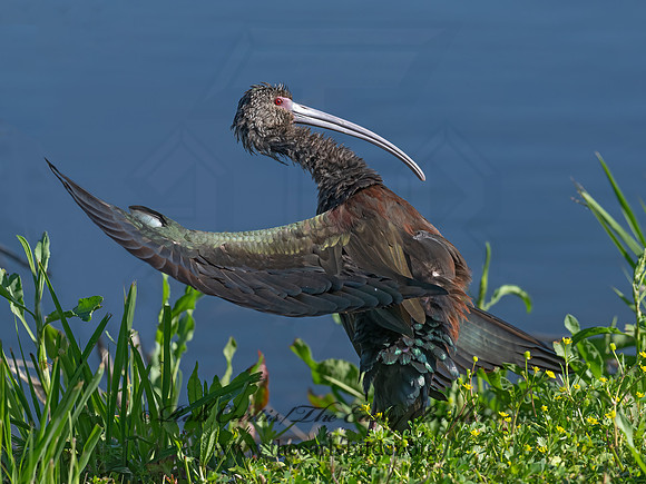 Plegadis chihi  WHITE-FACED IBIS 3028855z-
