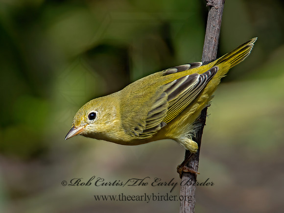 Setophaga petechia  YELLOW WARBLER 9004963z