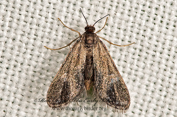 Elophila tinealis  BLACK DUCKWEED MOTH 9066679z