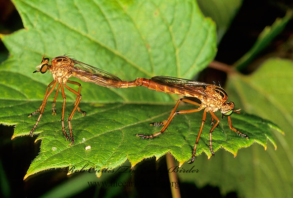 Diogmites misellus  LITTLE  HANGING THIEF 285233z